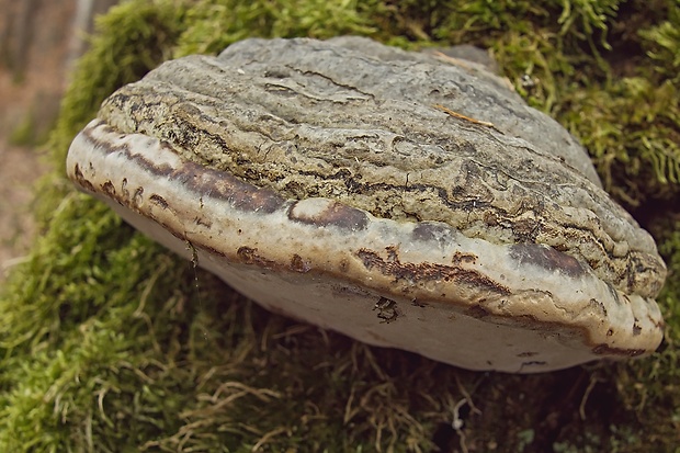 práchnovec kopytovitý Fomes fomentarius (L.) J.J. Kickx