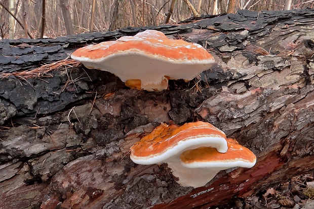 práchnovček pásikavý Fomitopsis pinicola (Sw.) P. Karst.