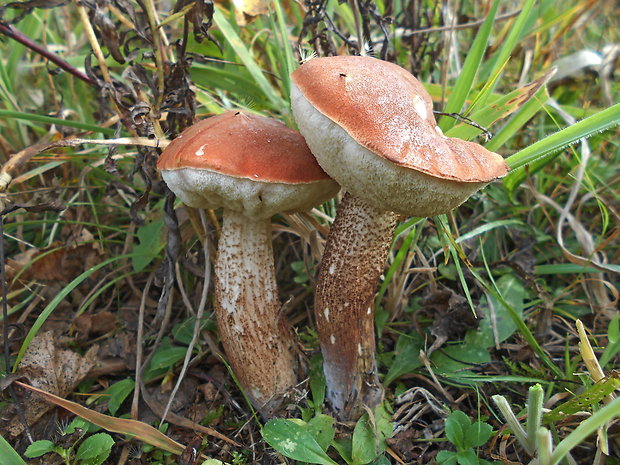 kozák dubový Leccinum aurantiacum (Bull.) Gray