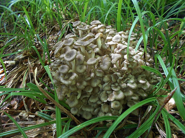 trúdnik klobúčkatý Polyporus umbellatus (Pers.) Fr.