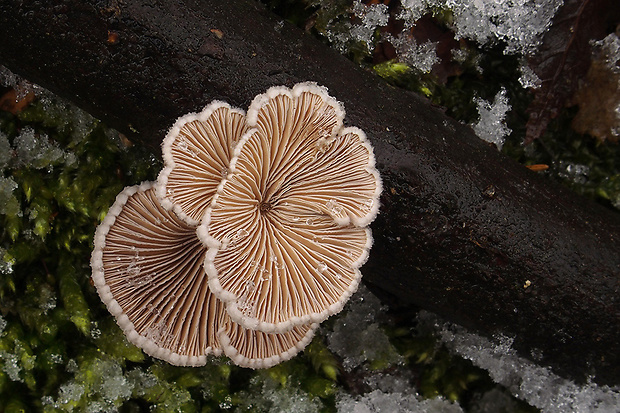 klanolupeňovka obyčajná Schizophyllum commune Fr.