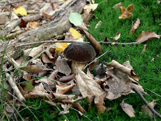 suchohríb zamatový Xerocomellus pruinatus (Fr.) Šutara