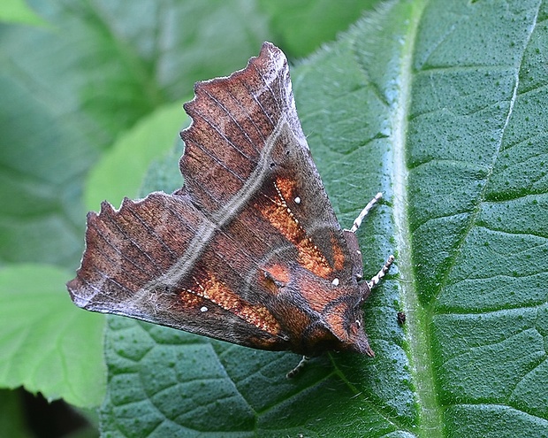 mora pivničná  Scoliopteryx libatrix