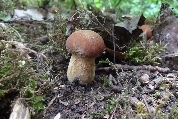 hríb dubový Boletus reticulatus Schaeff.