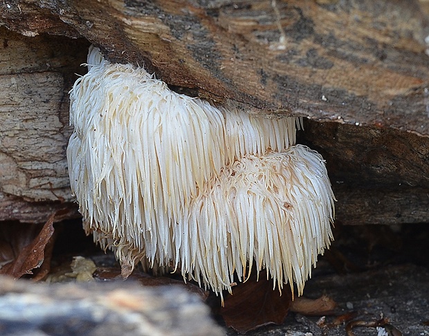 koralovec ježovitý Hericium erinaceus (Bull.) Pers.