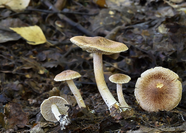 vláknica Inocybe sp.