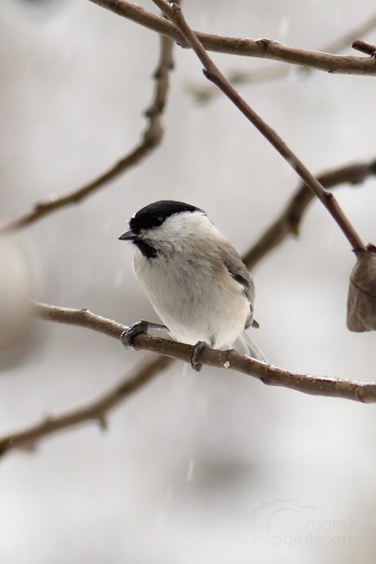 sýkorka čiernohlavá Parus montanus