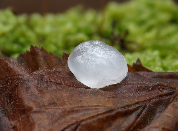 rôsolovka ? Tremella sp.