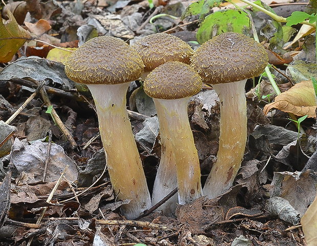 podpňovka žltá Armillaria gallica Marxm. & Romagn.