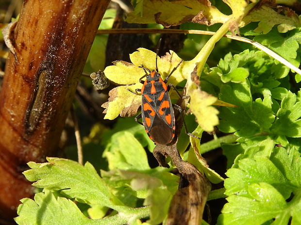 behavka skalná Spilostethus saxatilis