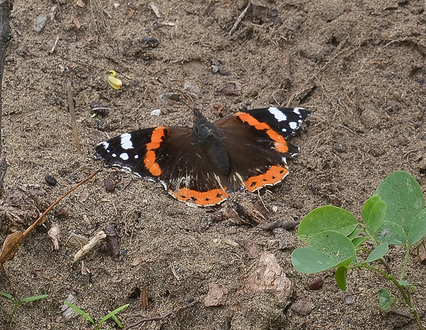 babôčka admirálska Vanessa atalanta