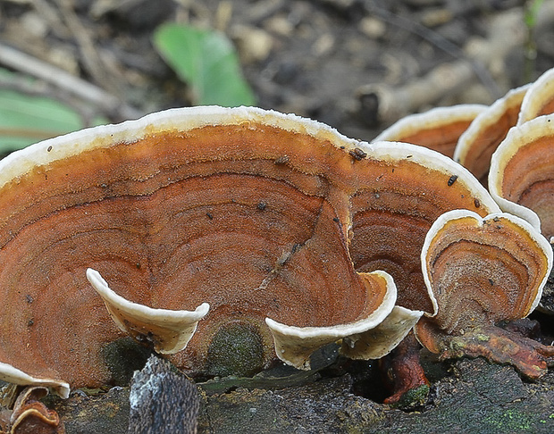 pevník Stereum sp.