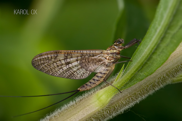 podenka potočná Ecdyonurus venosus (cf.)