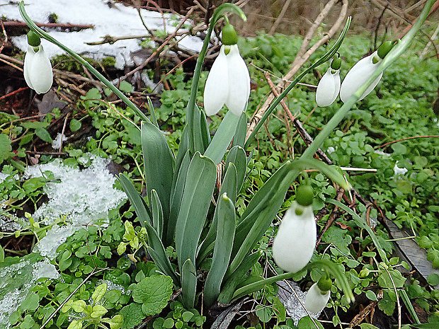 snežienka jarná Galanthus nivalis L.