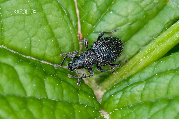 nosáčik Otiorhynchus pinastri