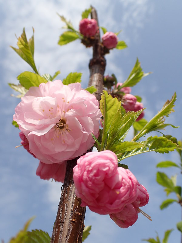 sakura Prunus serrulata Kanzan