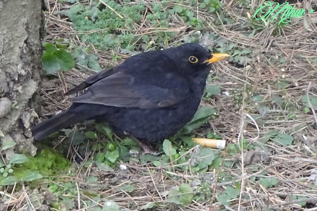 drozd čierny  Turdus merula