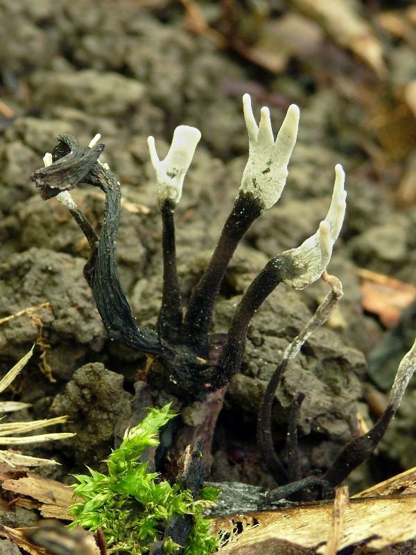 drevnatec parohatý Xylaria hypoxylon (L.) Grev.