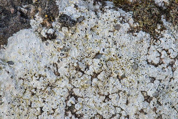 manovník Circinaria calcarea (L.) A. Nordin, Savić & Tibell