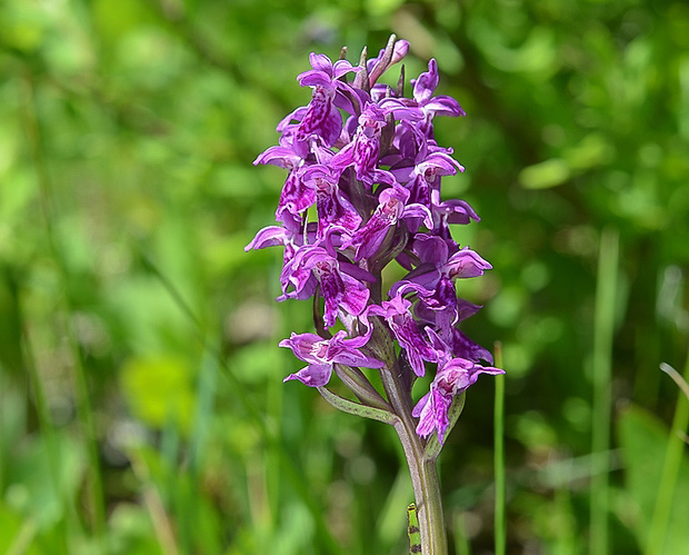 vstavačovec májový pravý Dactylorhiza majalis subsp. majalis (Reincherb.) Hunt & Summerh.