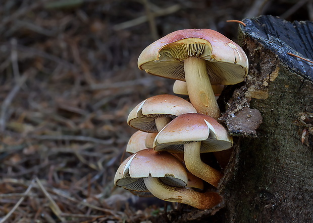 strapcovka tehlovočervená Hypholoma lateritium (Schaeff.) P. Kumm.