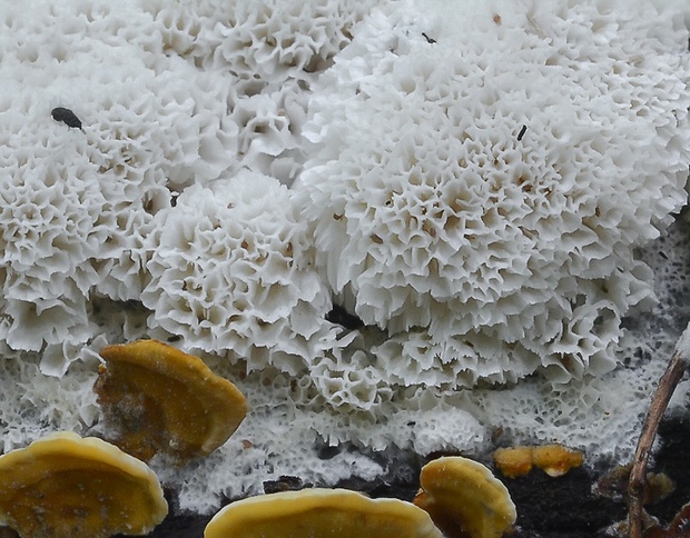 ostropórovec nížinný Oxyporus latemarginatus (Durieu & Mont.) Donk