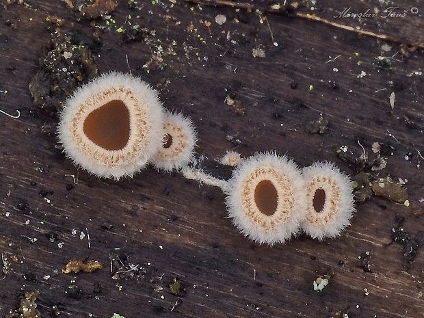 škľabka plstnatá Schizophyllum amplum (Lév.) Nakasone