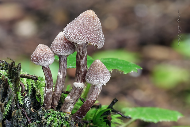 pavučinovec Cortinarius sp.