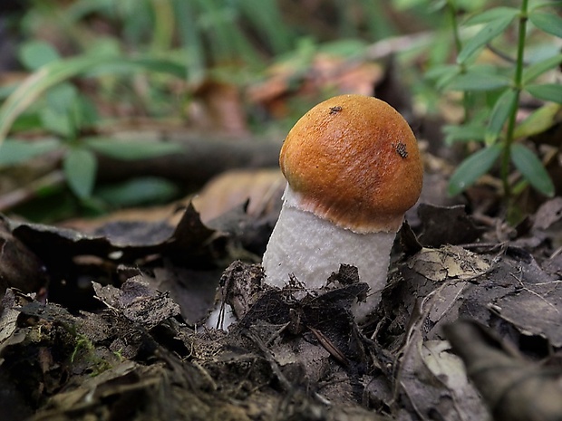 kozák osikový Leccinum albostipitatum den Bakker & Noordel.