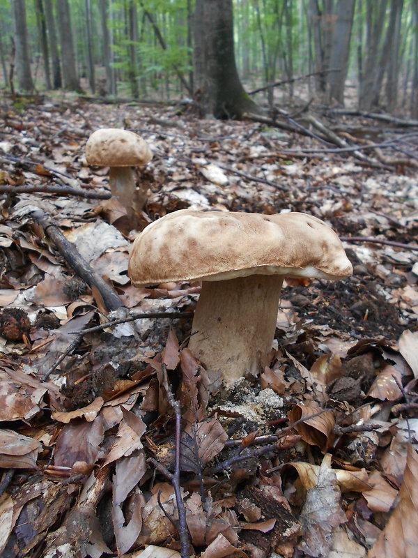 hríb dubový Boletus reticulatus Schaeff.