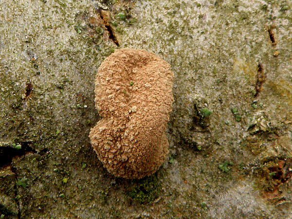 dutinovka otrubnatá Encoelia furfuracea (Roth) P. Karst.