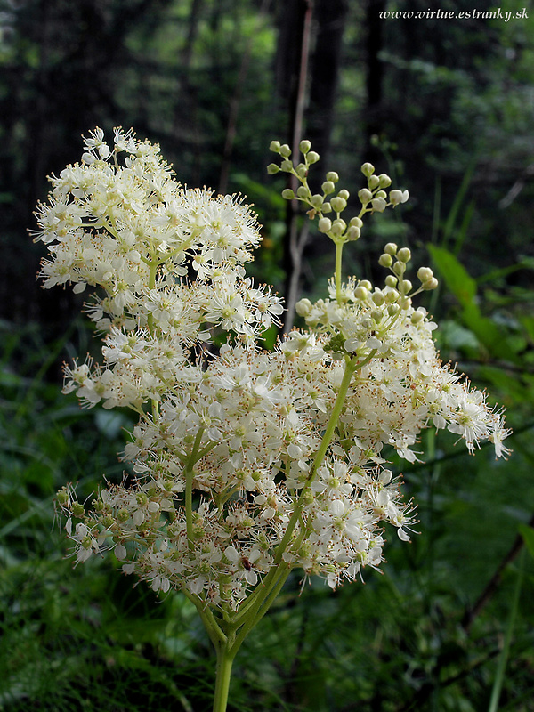 túžobník brestový Filipendula ulmaria (L.) Maxim.