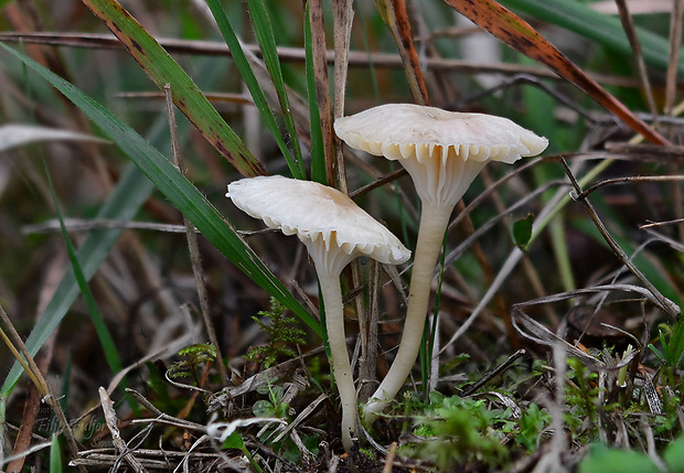 lúčnica juchtová Hygrocybe russocoriacea (Berk. & T.K. Mill.) P.D. Orton & Watling