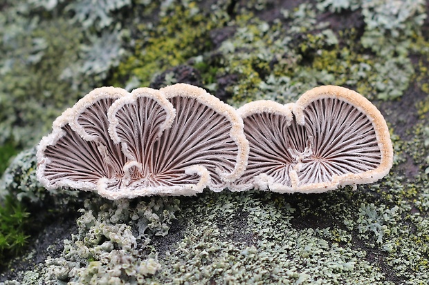 klanolupeňovka obyčajná Schizophyllum commune Fr.