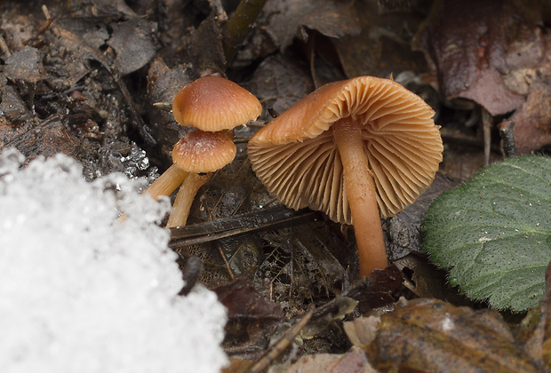 smeťovka zimná Tubaria furfuracea (Pers.) Gillet