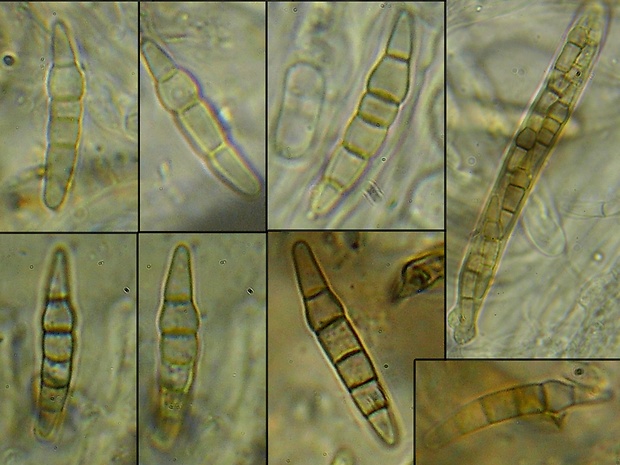 Phaeosphaeria nigrans (Roberge ex Desm.) L. Holm