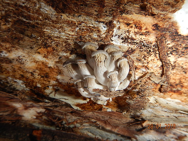 hliva ustricovitá Pleurotus ostreatus (Jacq.) P. Kumm.