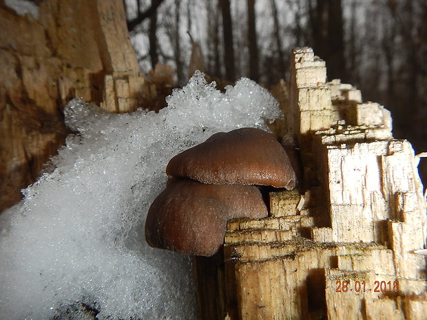 hliva ustricovitá Pleurotus ostreatus (Jacq.) P. Kumm.