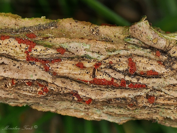 hlivka Thyronectria sinopica (Fr.) Jaklitsch & Voglmayr