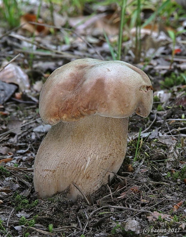 hríb dubový Boletus reticulatus Schaeff.