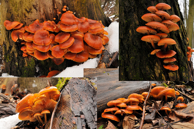 plamienka Flammulina sp.