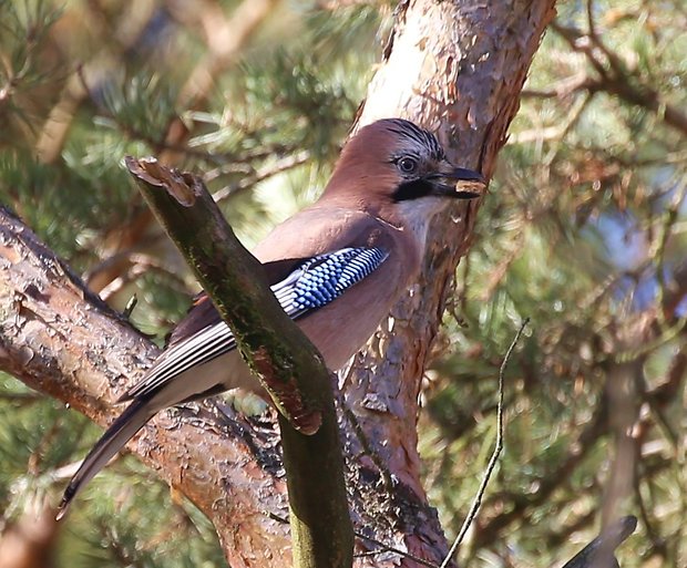 sojka obyčajná Garrulus glandarius