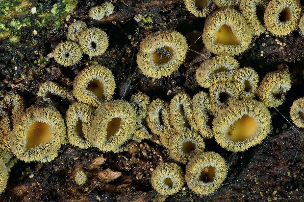 lachnetka vosková Neodasyscypha cerina (Pers.) Spooner