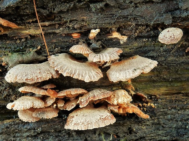 pňovka obyčajná Panellus stipticus (Bull.) P. Karst.