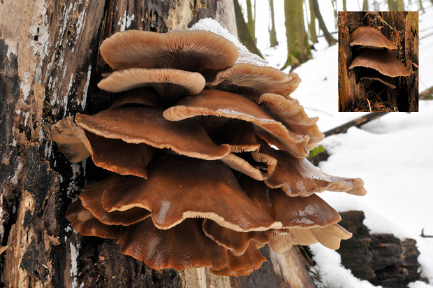 hliva ustricovitá Pleurotus ostreatus (Jacq.) P. Kumm.