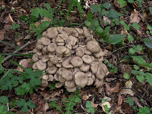 trúdnik klobúčkatý Polyporus umbellatus (Pers.) Fr.