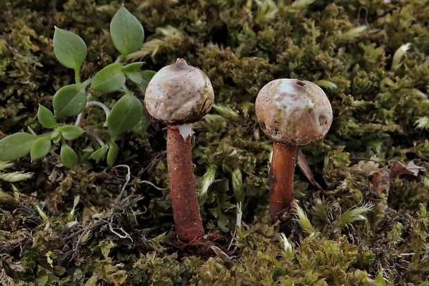 stopkovec hrdzavohnedý Tulostoma melanocyclum Bres.