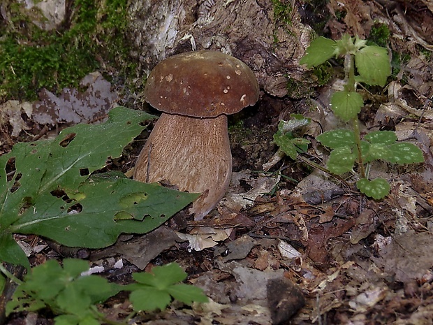 hríb dubový Boletus reticulatus Schaeff.