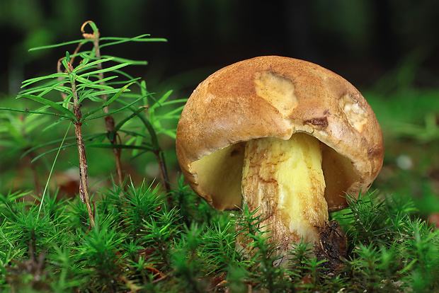 hríb horský Butyriboletus subappendiculatus (Dermek, Lazebn. & J. Veselský) D. Arora & J.L. Frank