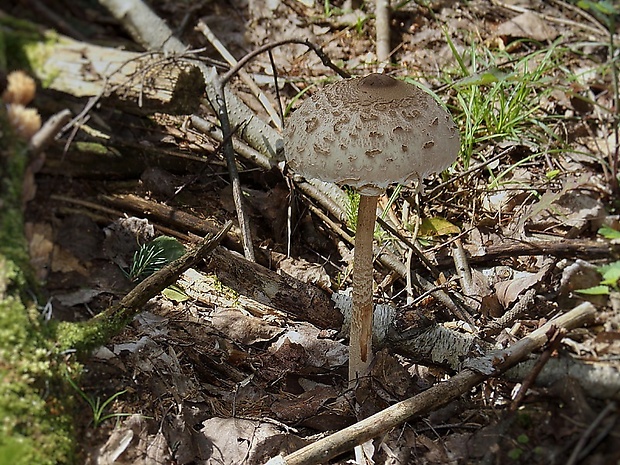 bedľa vysoká Macrolepiota procera (Scop.) Singer